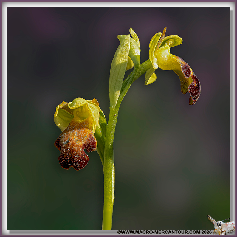 Ophrys des lupercales